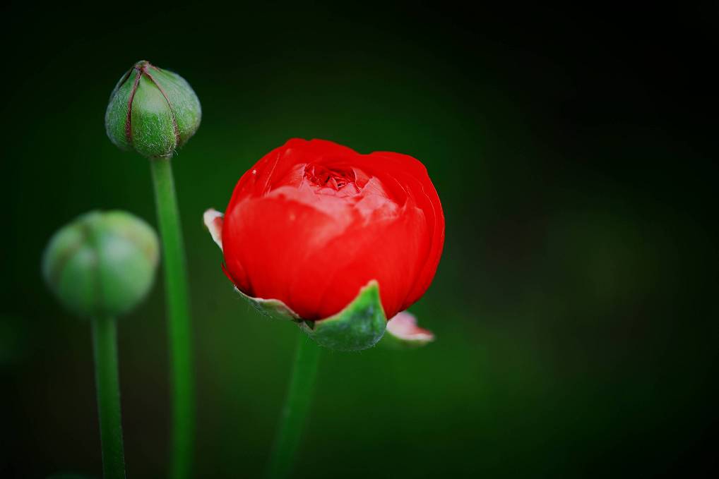 花之韵 摄影 熟视无睹