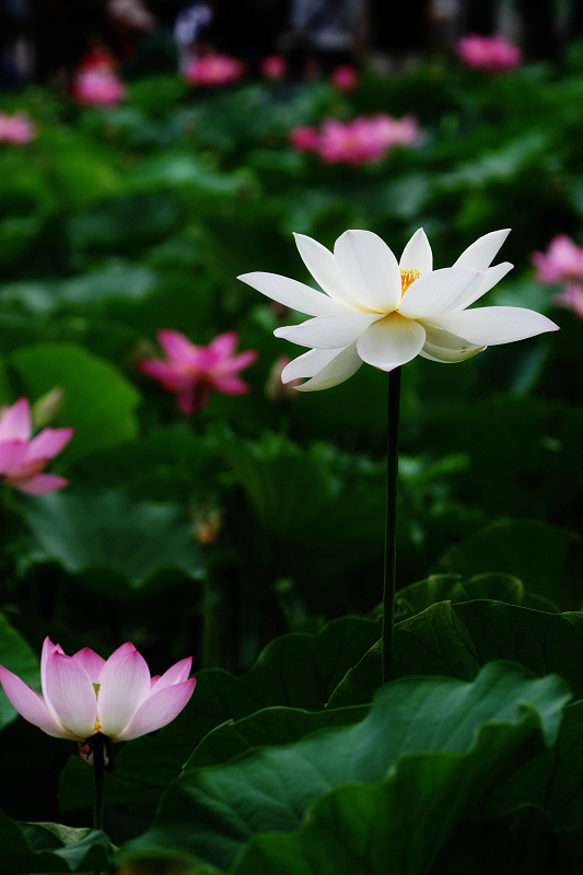 一枝独秀 摄影 戈壁飞沙