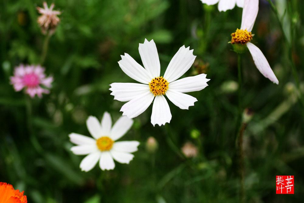 小花 摄影 菩提叶