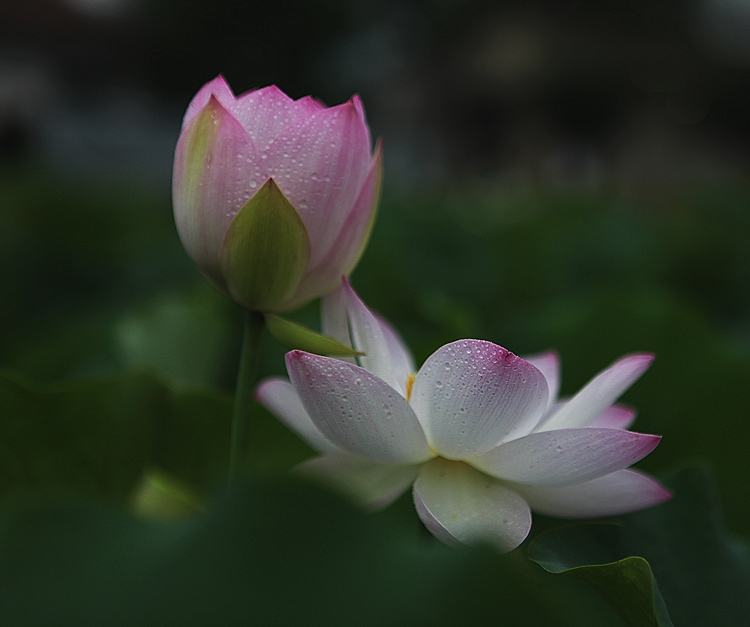 荷之语 摄影 时间海