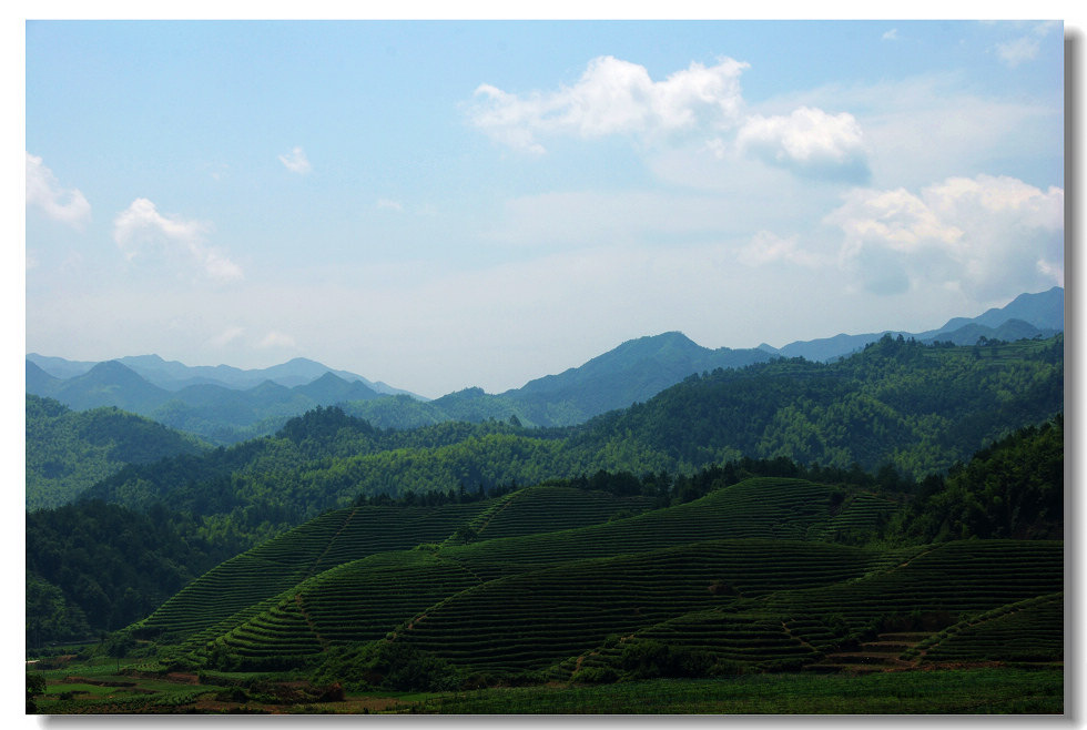 蓝天  白云  茶园 摄影 千岛湖