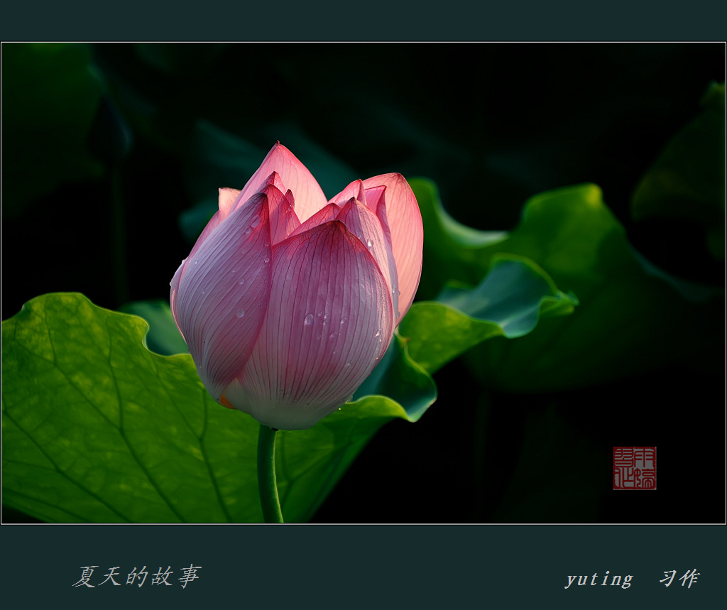 夏天的故事 摄影 雨婷