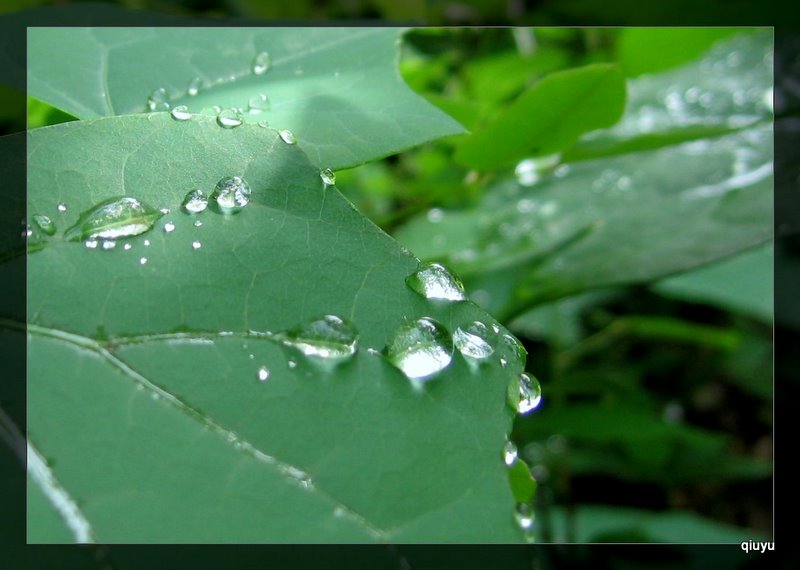 晨 露 摄影 秋雨