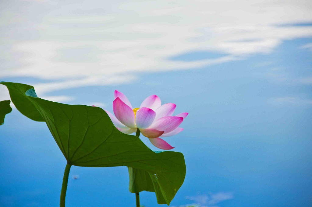 芙蓉出水 摄影 棠棣