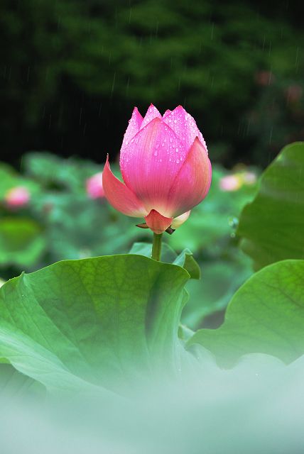 骤雨打新荷 摄影 瓦檐滴雨