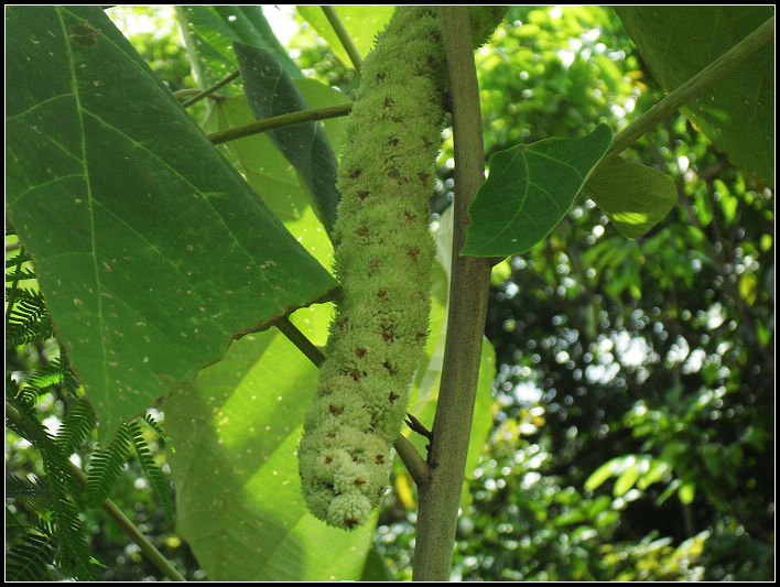 不知名 摄影 狼刀