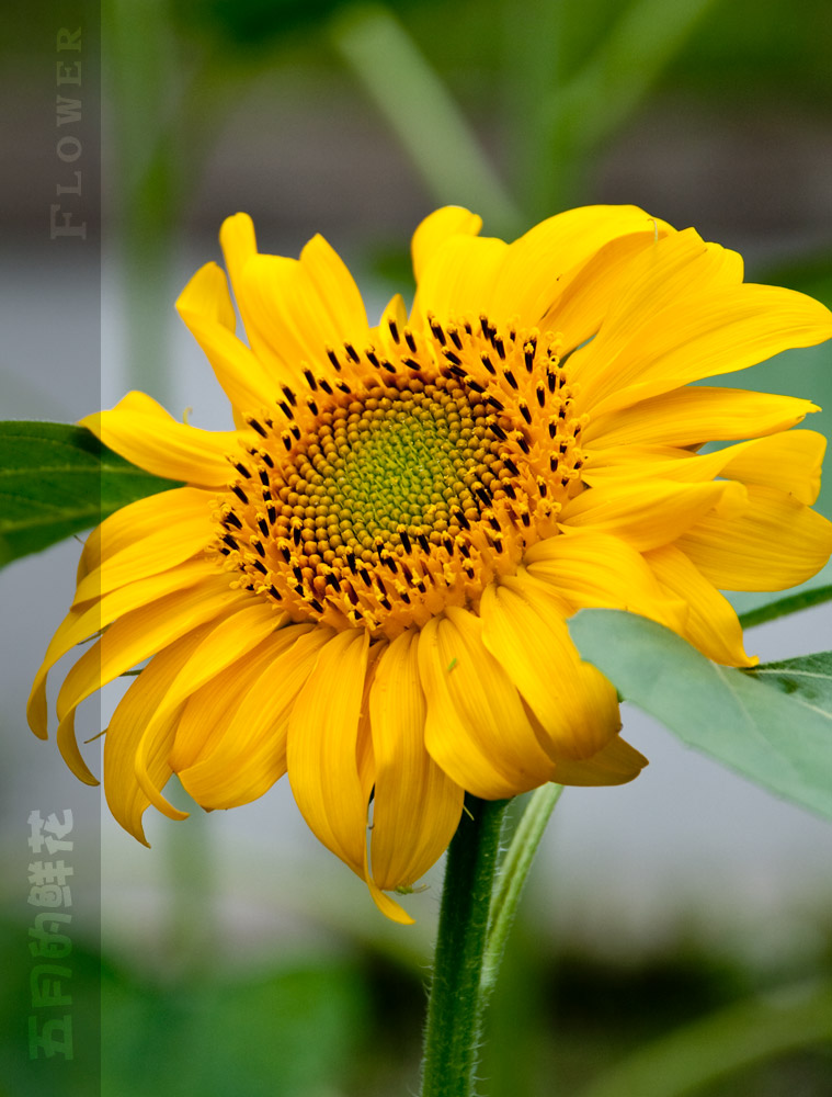 五月的鲜花 摄影 麦壳黄