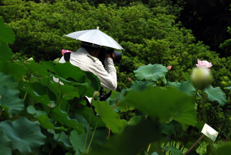 尋芳 摄影 难得胡涂