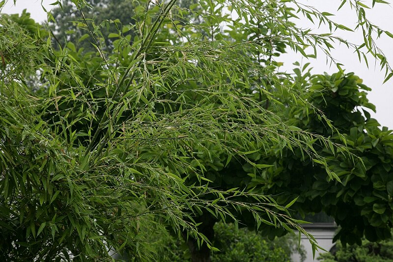 在雨中 摄影 小飞鸟