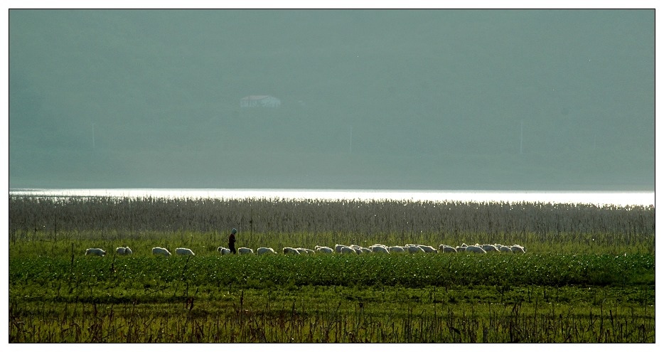 远郊的风景（夏）——牧羊图 摄影 琴心