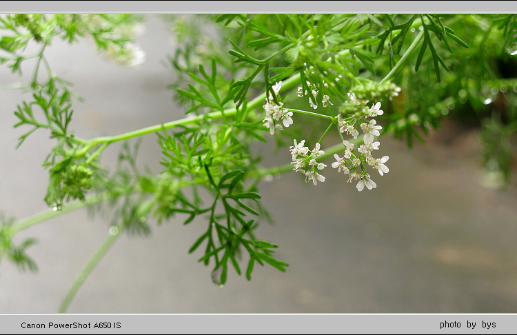 暴风雨后的茴香？ 摄影 冰雨水