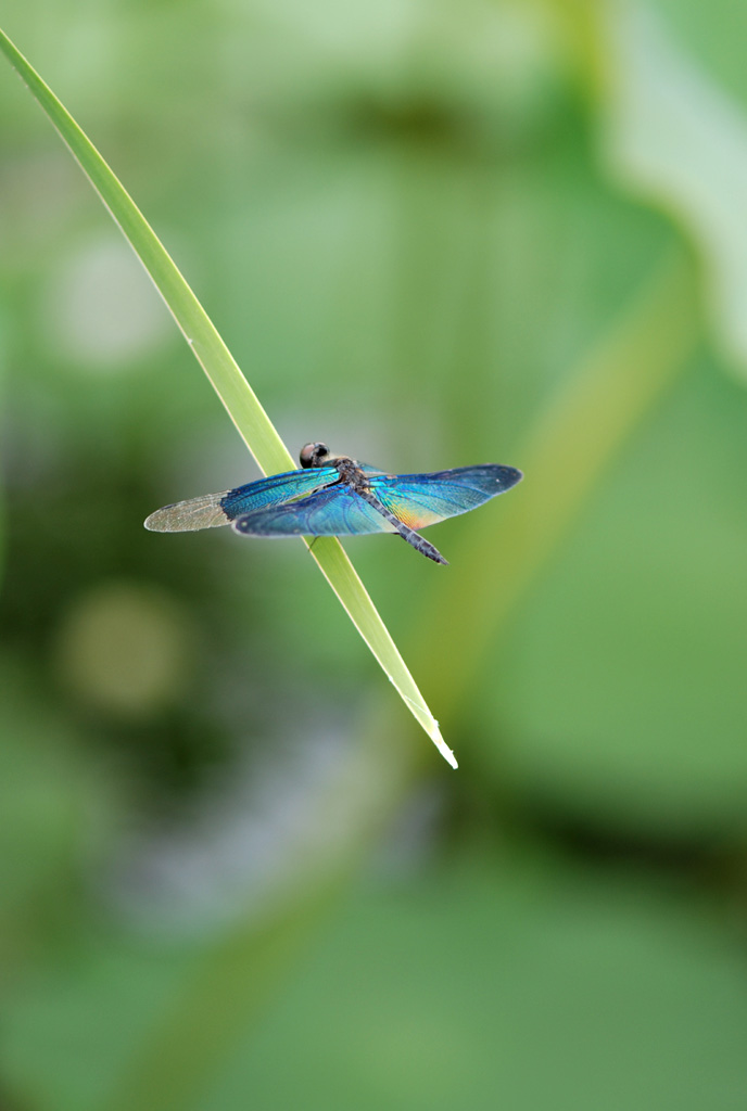 蜻蜓2 摄影 小红椒