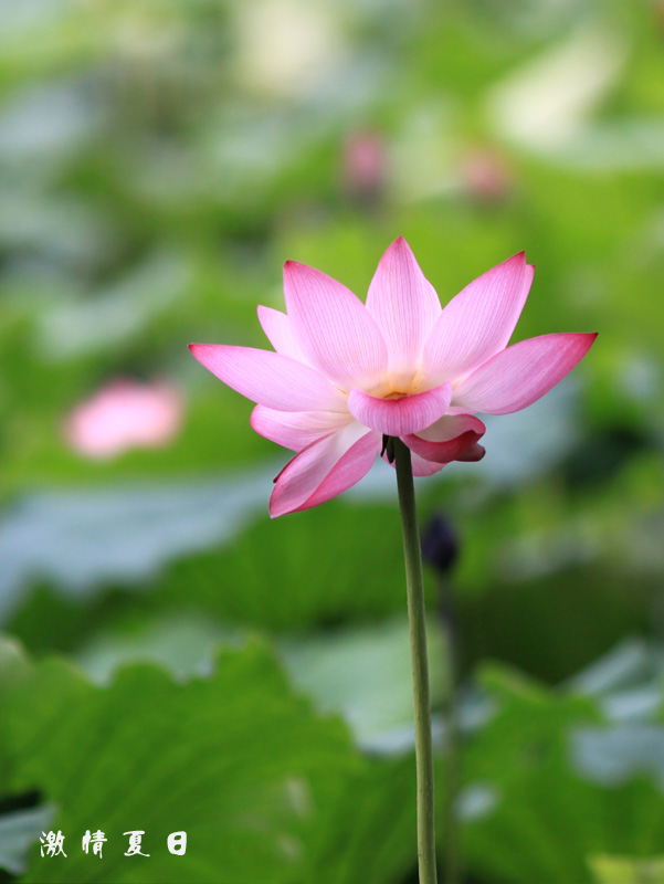 夏日·荷 摄影 丫爪