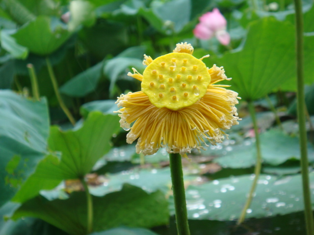 在雨中~~~ 摄影 老金子