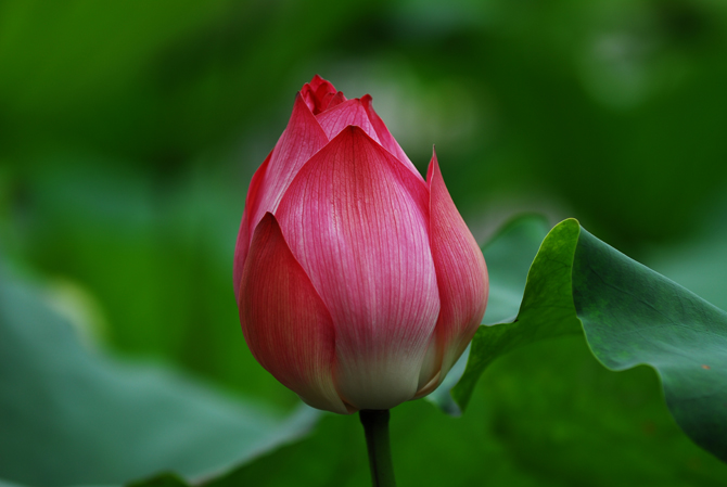 荷花 摄影 杨培明