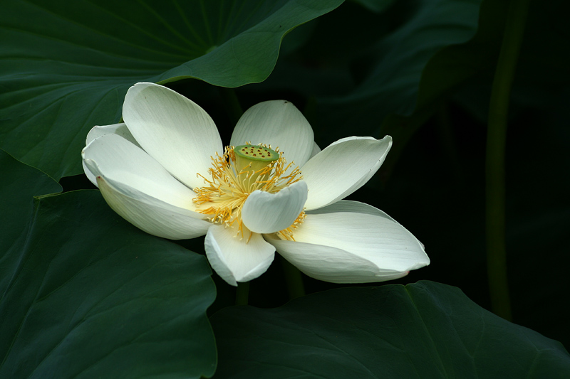 出水芙蓉 摄影 秦楚隐者