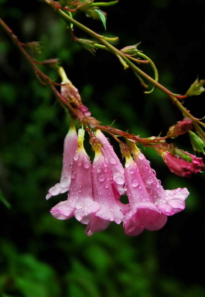 雨后即景 摄影 詹姆斯城