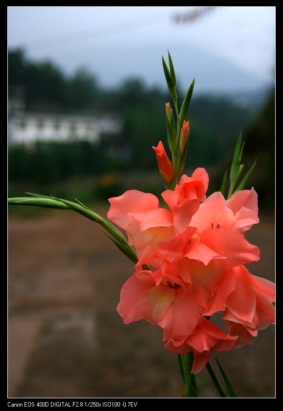 花 摄影 圣手游医