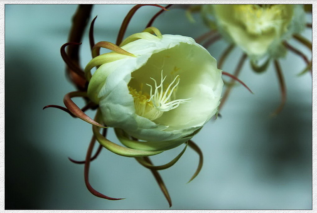 昙花 摄影 月光飘扬