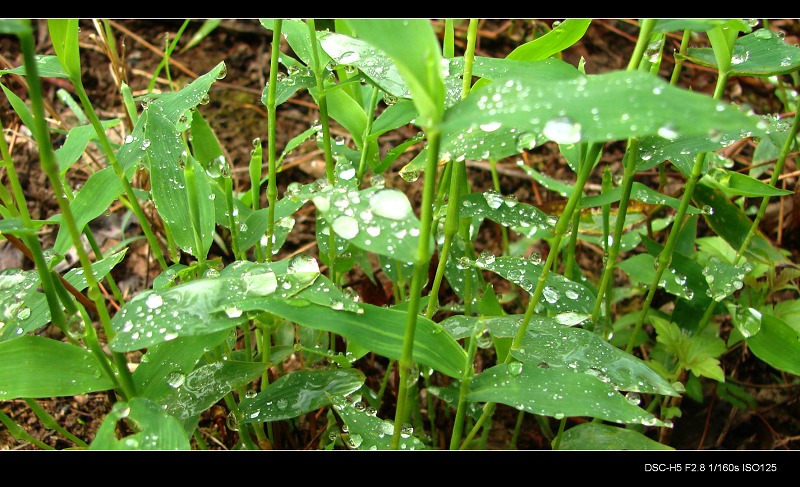 昨夜小雨 摄影 阳朔陈公兴