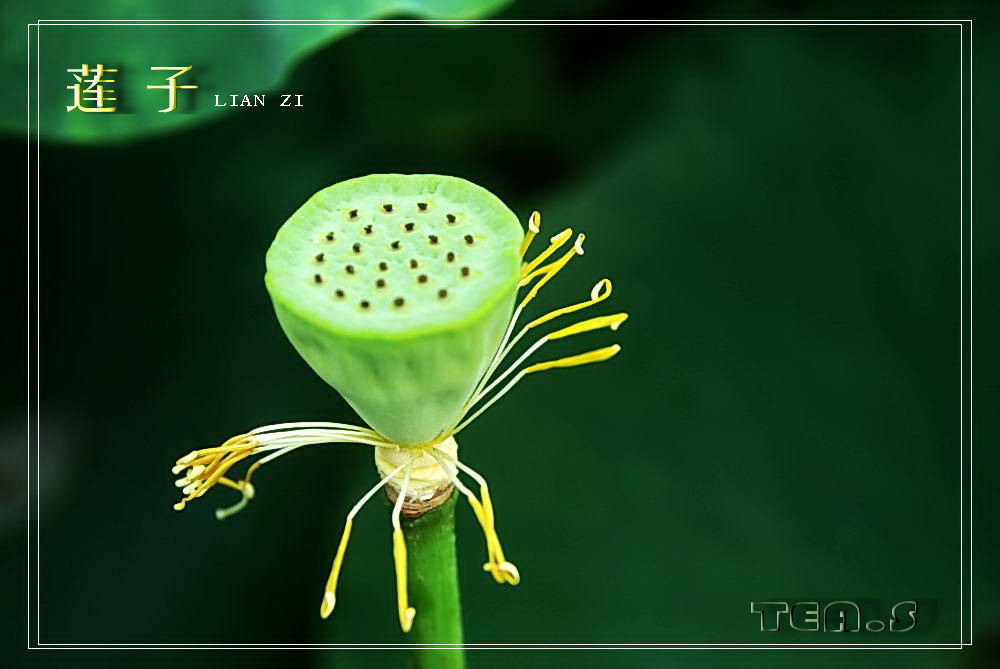 芙蓉 (Lotus Seed) 摄影 TEA歆天涯