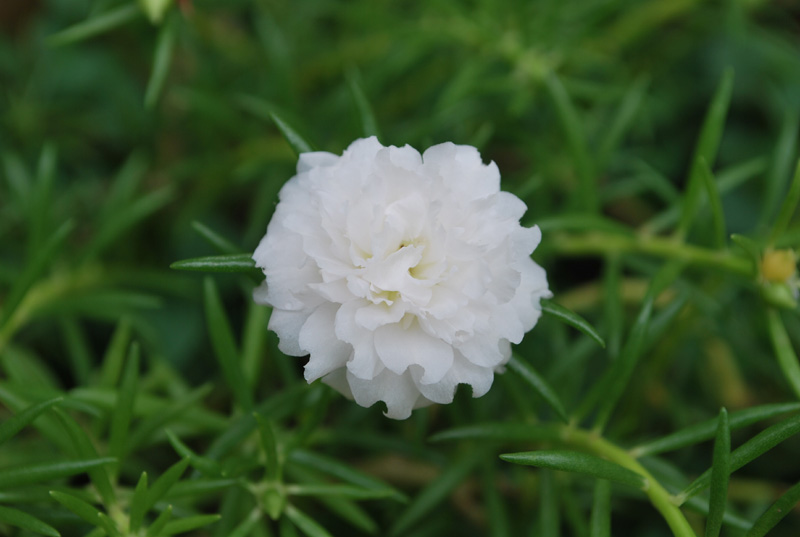 我家花卉 – 小白 摄影 七滨逍遥