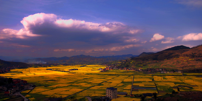 家乡的油菜花 摄影 金山居士