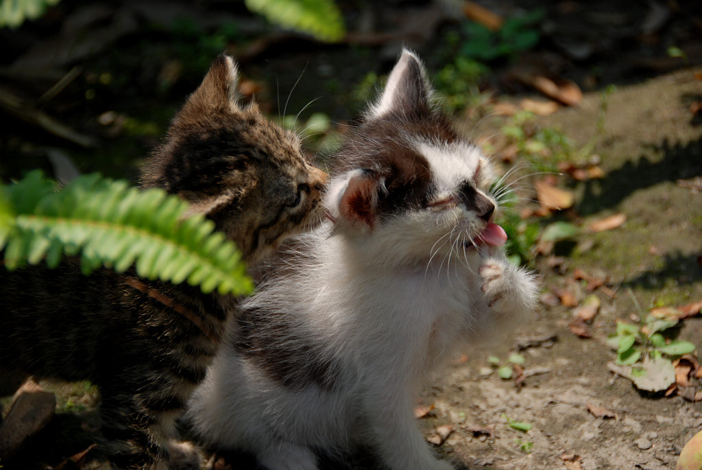 猫趣图——2 摄影 石径