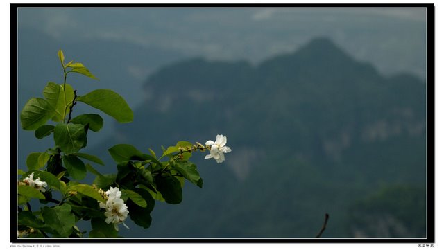 天门山上一朵花 摄影 木风