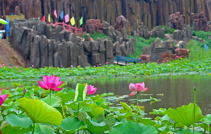 荷花美景相映 摄影 多味斋主