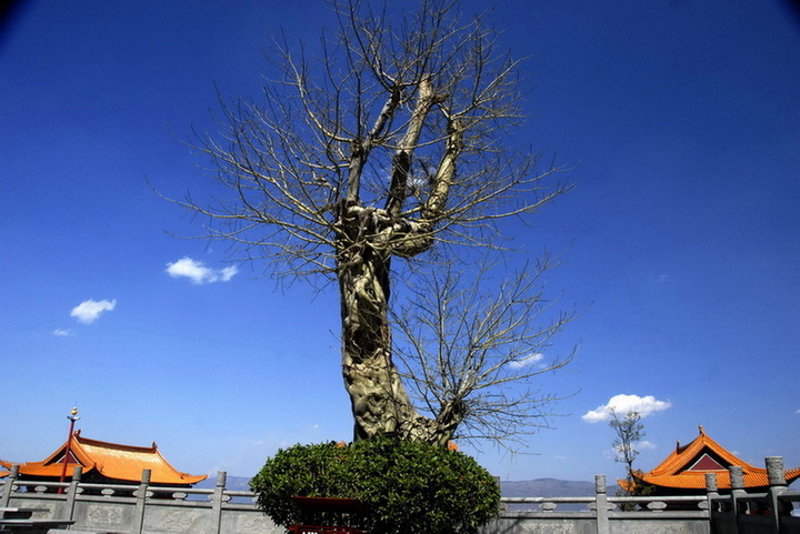 大理崇聖寺 摄影 淡江