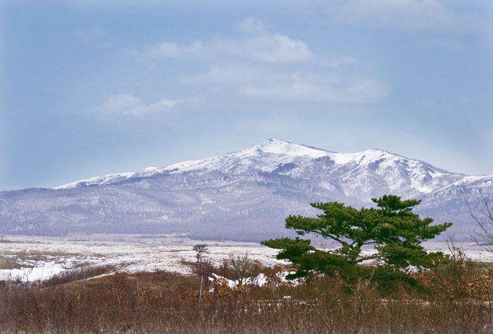 雪山松 摄影 日光山