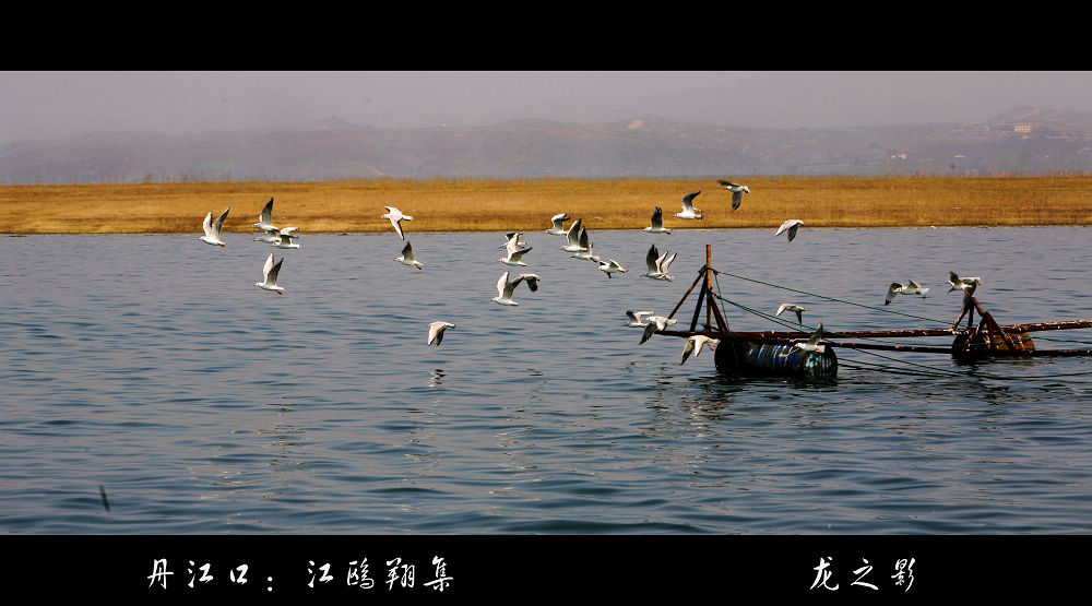 丹江口：江鸥翔集 摄影 大龙.