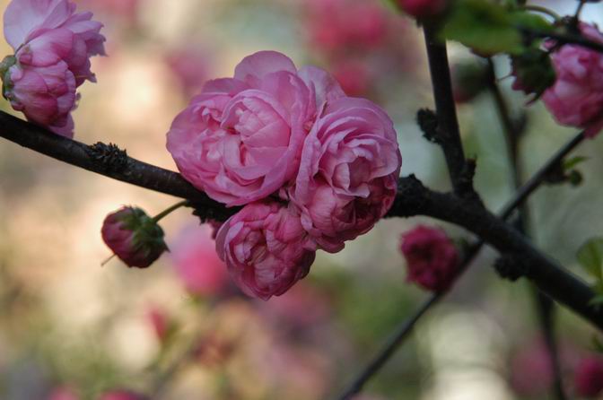 花姿饱满 摄影 任庆华