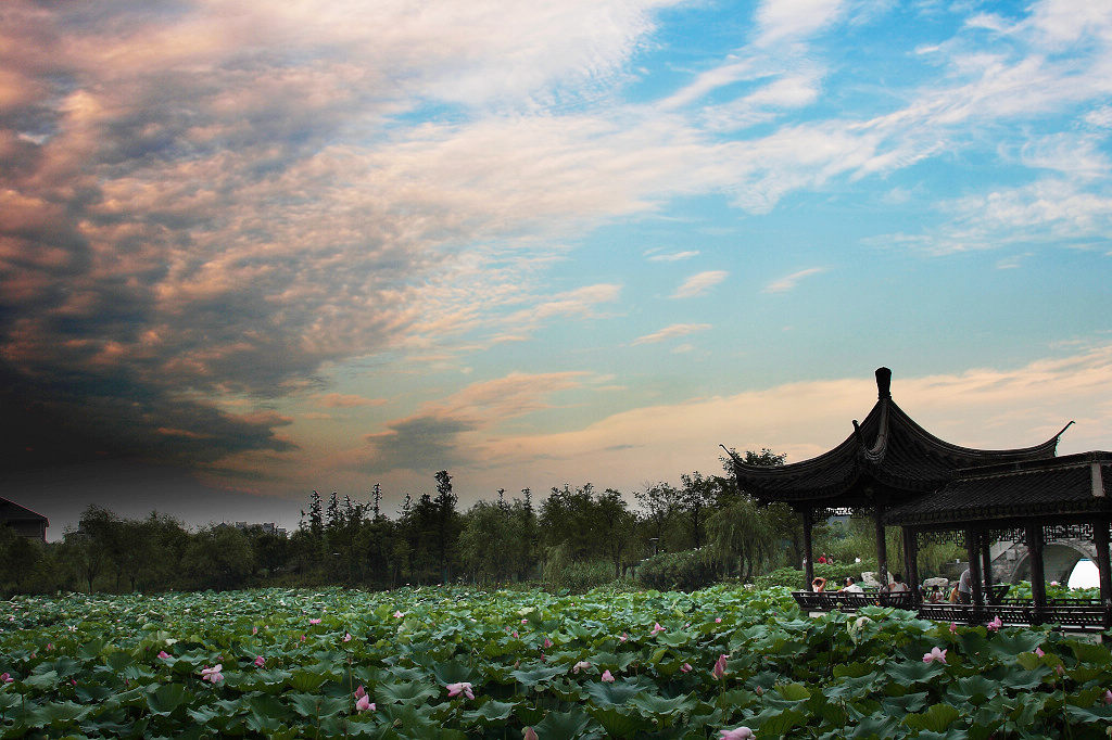 荷塘夕照 摄影 壶里糊涂