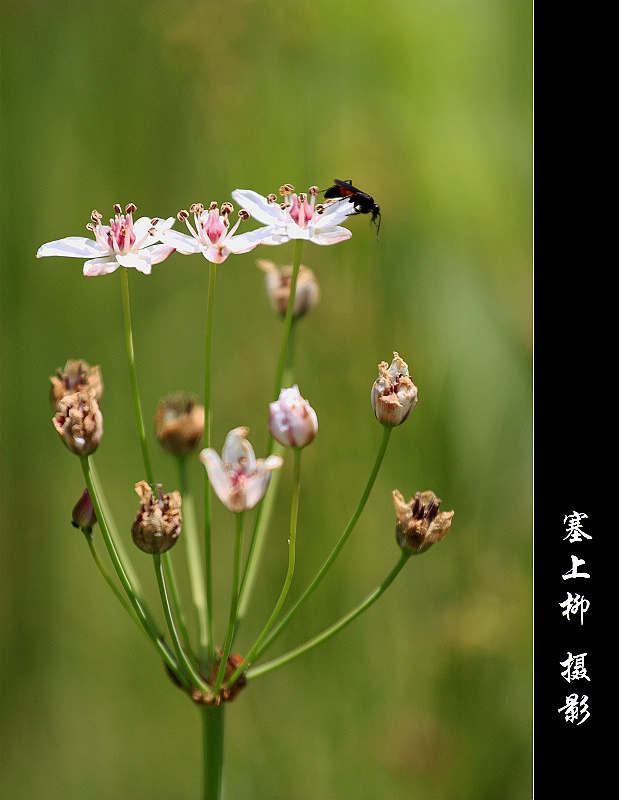 不知名的花 摄影 yl塞上柳