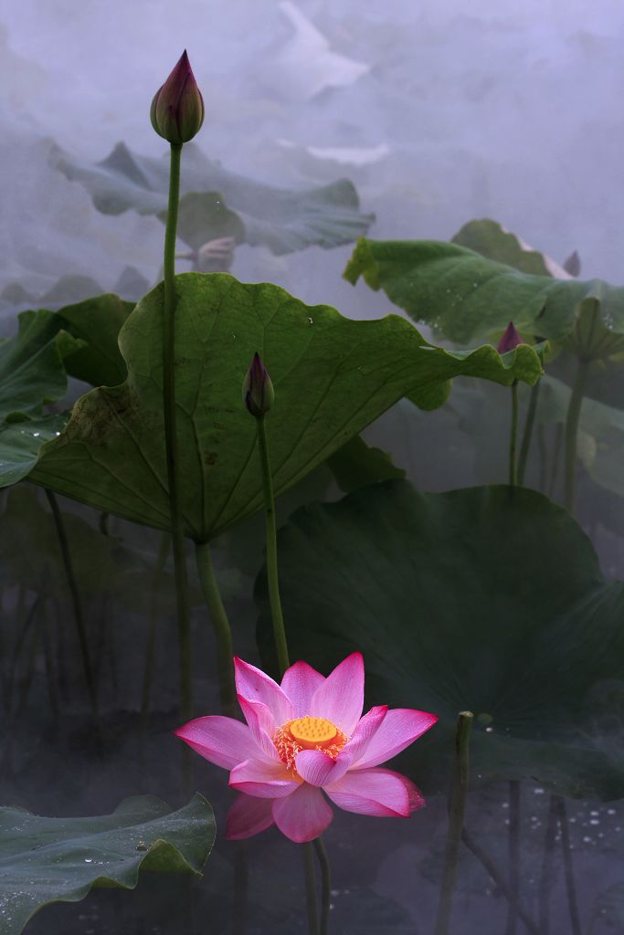 夏荷 摄影 大佛300D