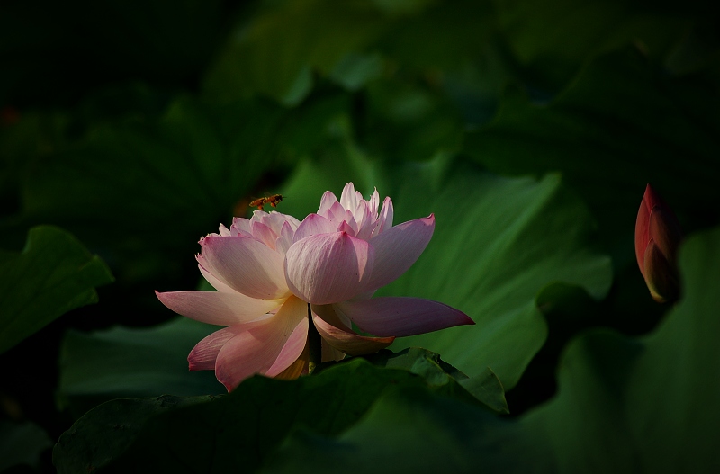 花开蜂舞悠悠情 摄影 雨做的云