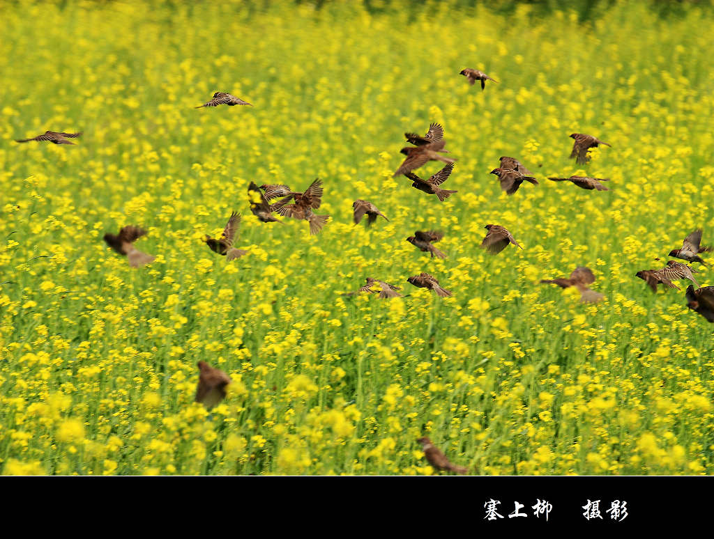 油菜地里的小精灵 摄影 yl塞上柳