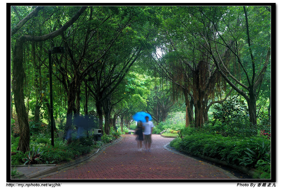 在雨中 摄影 香港老九