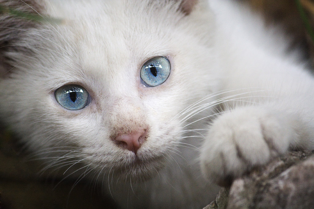 猫咪 摄影 牧野天涯