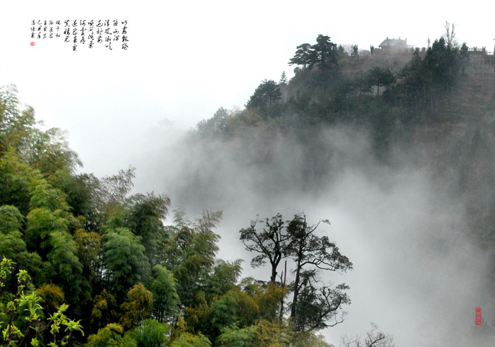 翠竹晨雾 摄影 林雨