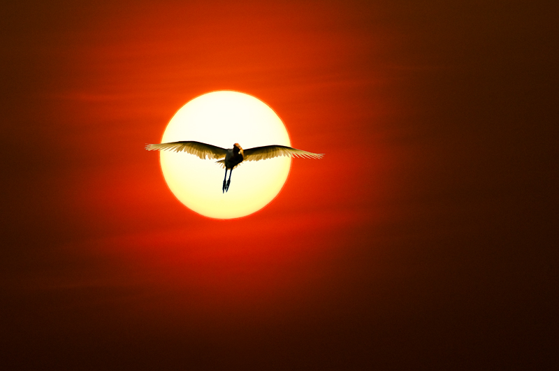 太阳、鸟 摄影 耕耘人