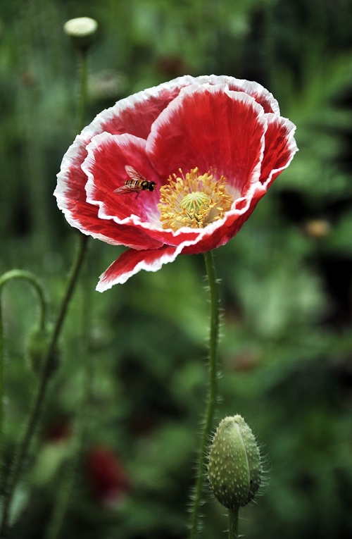 弱质纤纤忠魂花 摄影 baigui