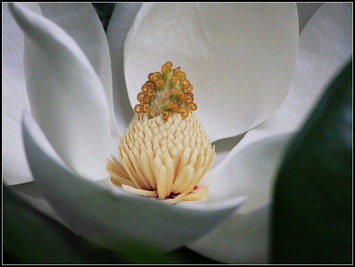 玉兰花蕊 摄影 广义