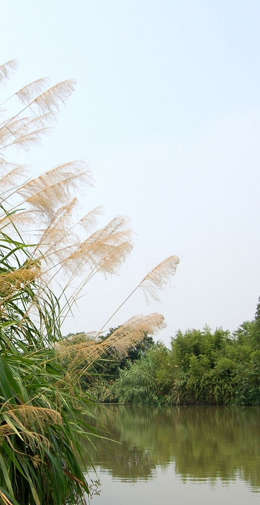 杭州西溪湿地 摄影 小飞侠0822