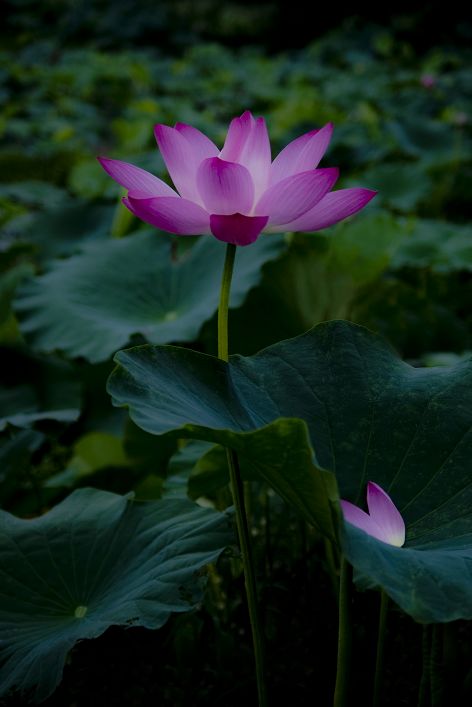 风姿绰约 摄影 梨花雨