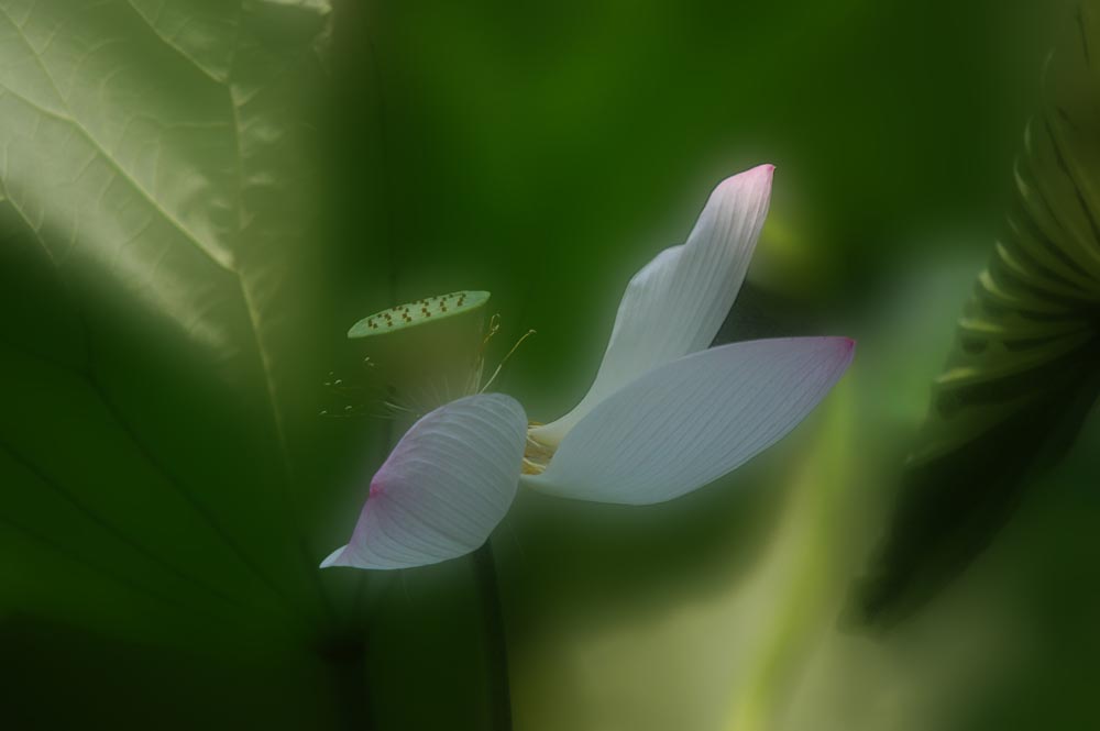 舞 摄影 竹声敲月