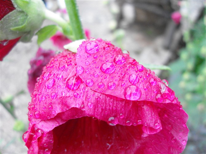 雨后 摄影 三水眠