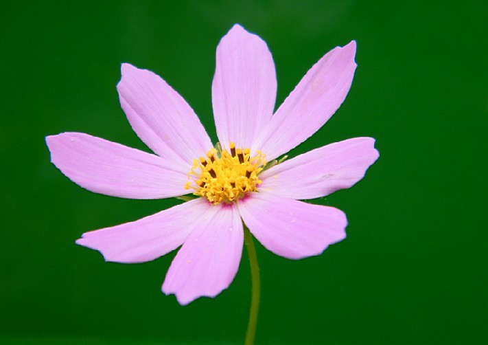 格桑花 摄影 于搏